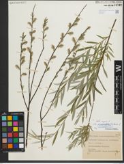 Foto von Salix repens subsp. rosmarinifolia (L.) Andersson
